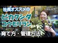 ビカクシダ　コウモリラン　育て方・管理方法【おうちでガーデニング】開花園チャンネル