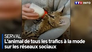 La dangereuse mode de la détention illégale de servals