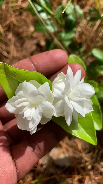 malligaiye malligaiye #music #love #tamilmusic #nature #lifeisbutadream #tamilsongs #arrahman