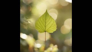 Download Lagu Bunga di malam itu MP3