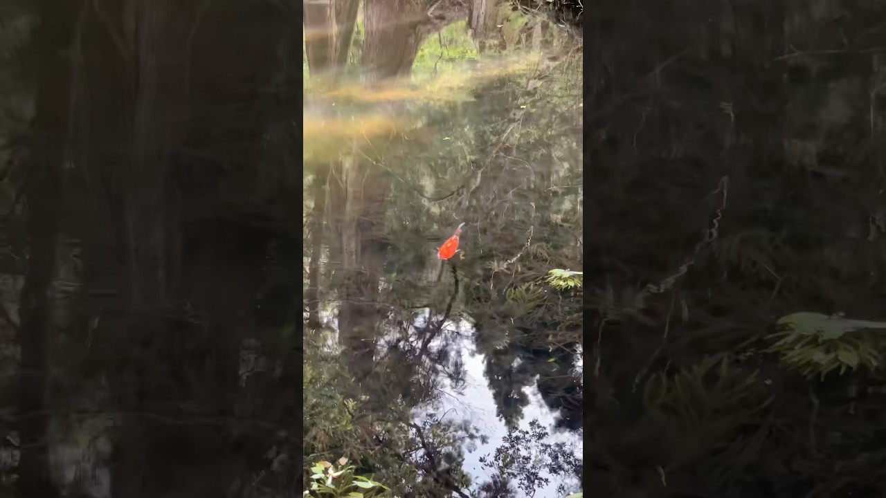 人は波動を変えられる❤️‍🔥空間、意識、地球、意識は高次の光と繋がるあなたの愛と光の意識は全てを変える愛を創り出す。