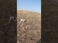 Stella is on point! #pointer #birddog #huntingdog #dogshorts #shorts #hunting #shortvideo #short