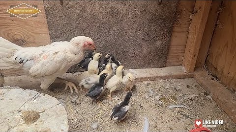 menyuam qaib update 6-13 l ไก่ชน l Pakoi l Ganoi l Aseel I Ayam I Shamo I