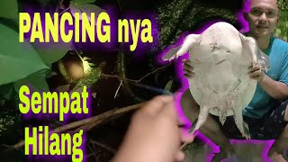 MANCING BULUS umpan daging ayam