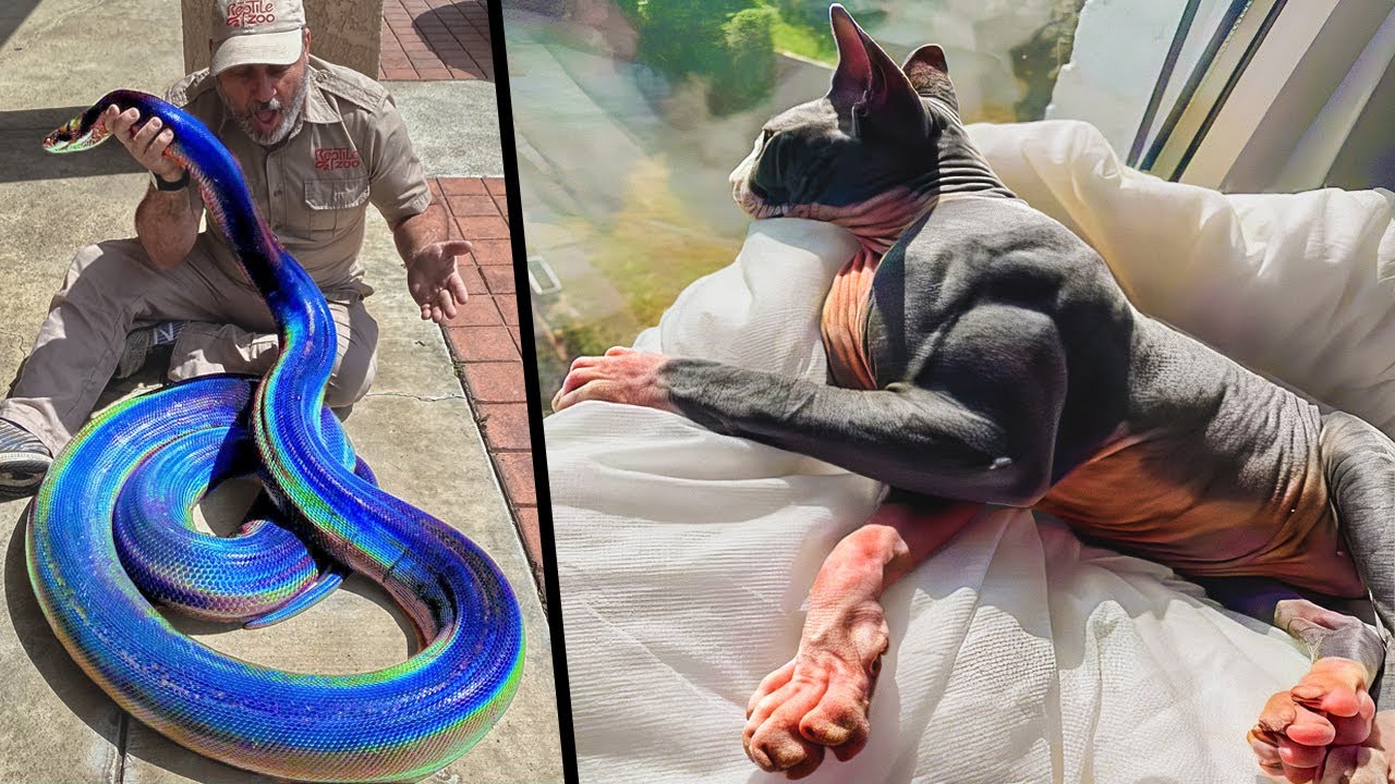 Animais Únicos Que Ganharam Na Loteria Genética