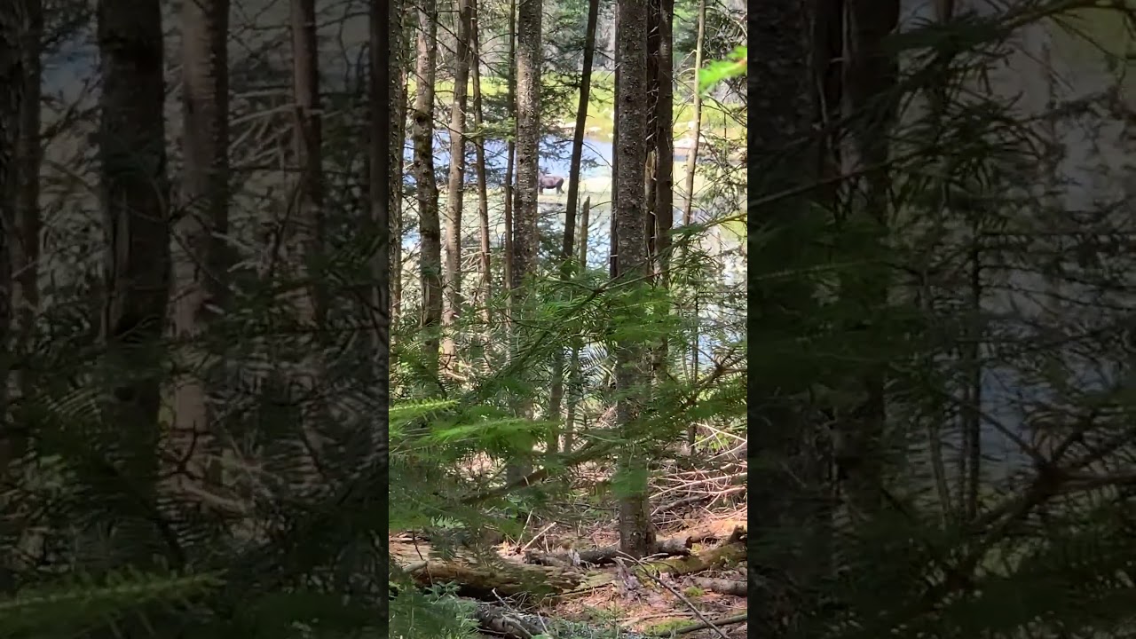 Eyes in the Forest
