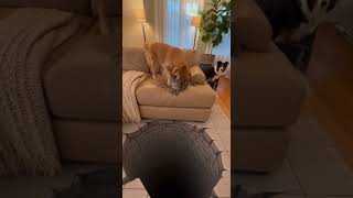 Cats Expression After The Drop Will Make You Laugh