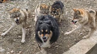 Собака против 2 волков сразу ! Атака волков на собаку. Attack of wolves on a dog. ВОЛК VS СОБАКА