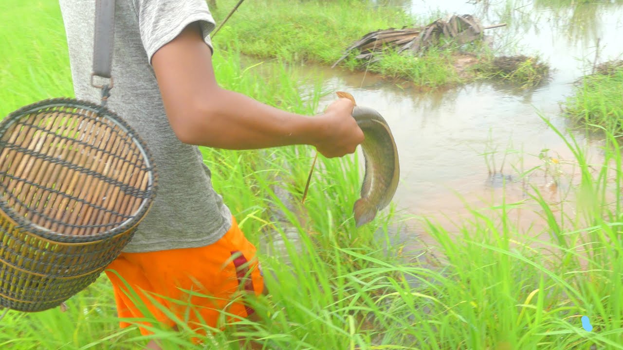 Using Fish In Rice Fields Fishing in Rice Fields | | there are a lot of big fishes - YouTube