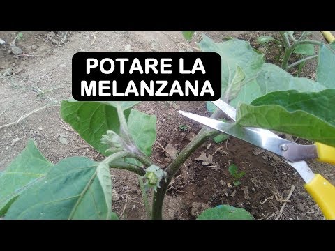 Video: Cos'è una melanzana Jilo – Scopri come coltivare melanzane Jilo