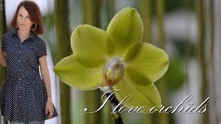 Орхидея душистая лимонка в посылке ★ I love orchids(Дата съемки 03.07.16 Новая орхидея-обзор. Цветущая орхидея, сортовик, воск, пахнет до обеда. Orchid flowers also smell before..., 2016-09-17T17:46:10.000Z)
