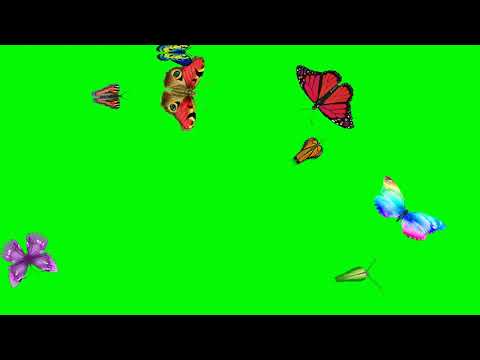 Green screen animated flying butterfly🦋 effect|Latest technology butterfly effect motion background