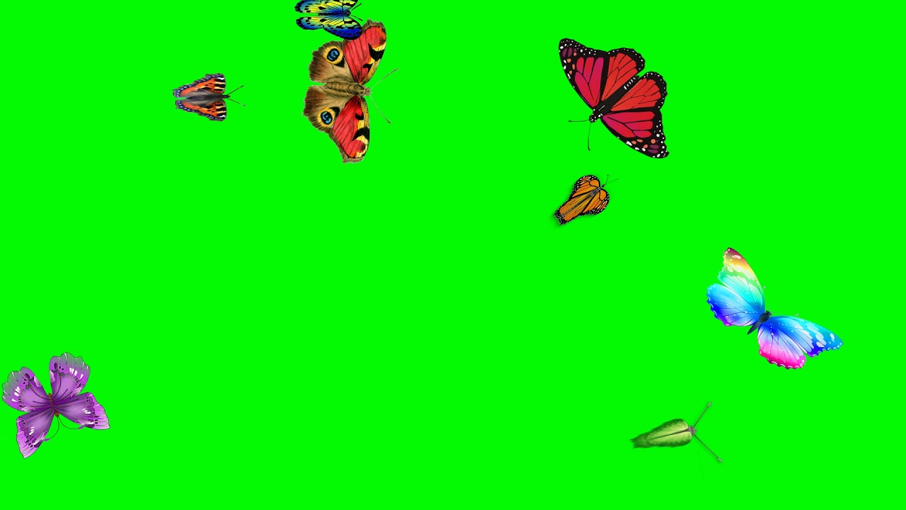 Free Green Screen Flying Butterfly | Green Screen Butterfly | Flying