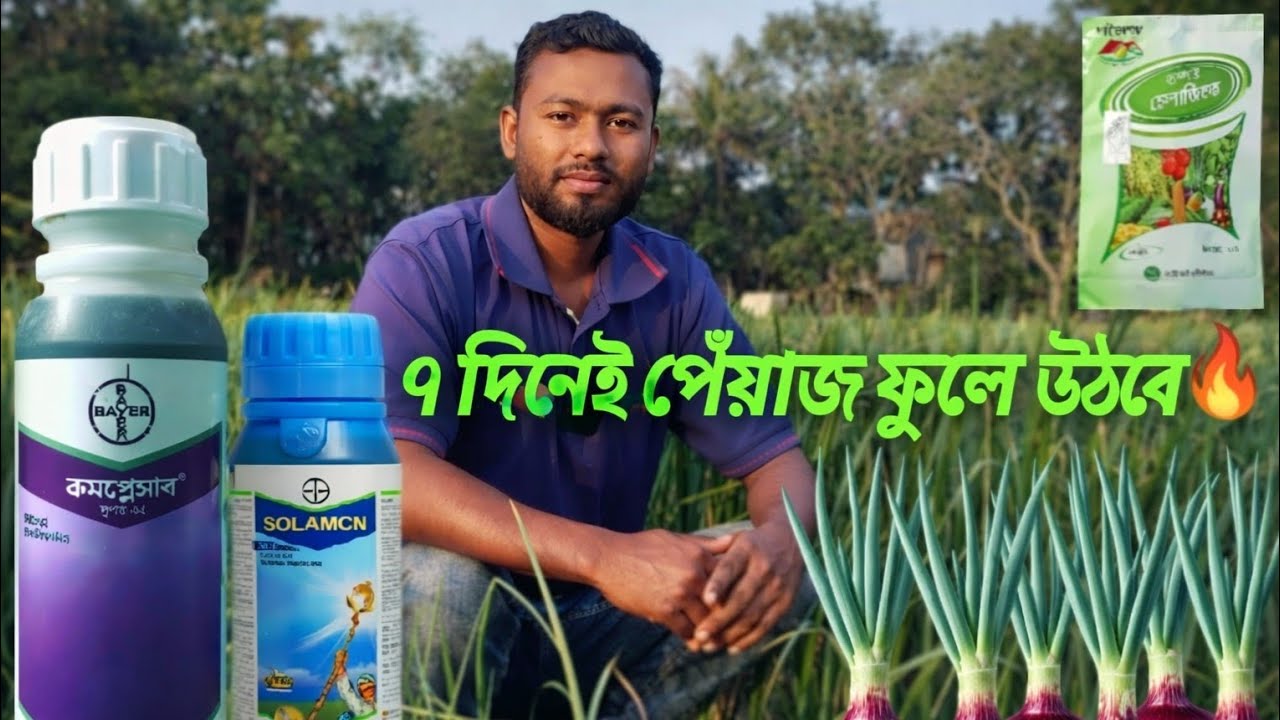 মাত্র ৭ দিনেই পেঁয়াজ মোটা! 🔥 কমপ্লেসাল ভিটামিন ব্যবহার করে