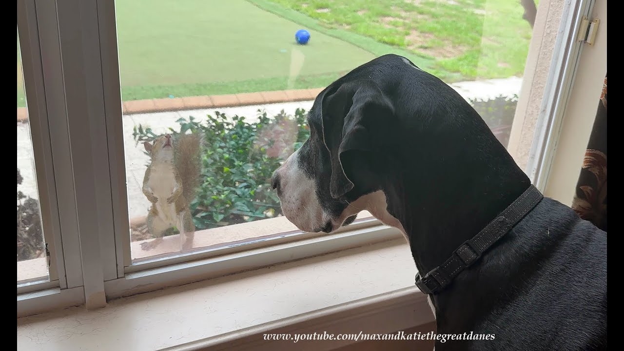 Funny Squirrel Politely Knocks On & Waves At Great Danes' Window To Request A Refill At The Feeder