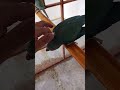 إنتاج وترويض ببغاء الدرة الهندي اللهم بارك الطبيعة Parrot Birds إنتاج الطيور طفرات اكسبلور 