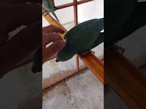 إنتاج وترويض ببغاء الدرة الهندي اللهم بارك الطبيعة Parrot Birds إنتاج الطيور طفرات اكسبلور