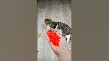 Cat Barsik Beads 🔴⭐ Reverse video #reverse #cat #marblerunandmore