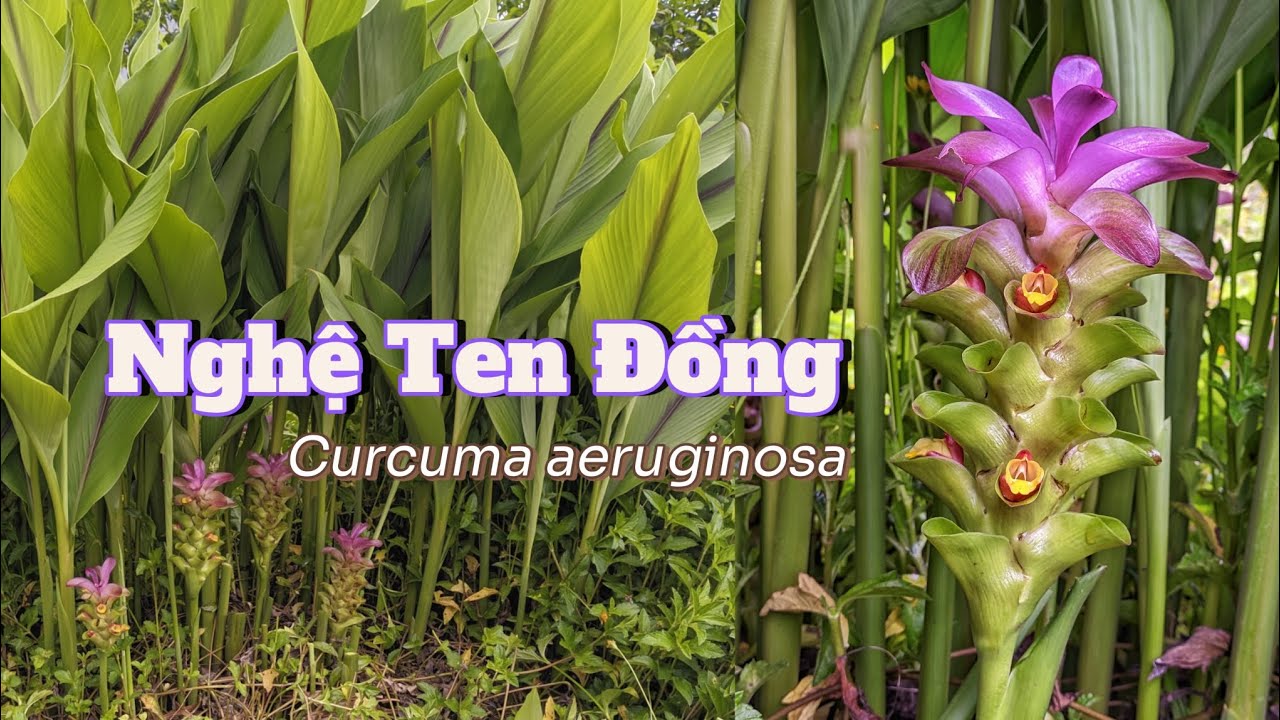 Cận cảnh hoa Nghệ Ten Đồng (Curcuma aeruginosa): Vị thuốc quý giấu mình dưới vẻ đẹp mê hoặc!