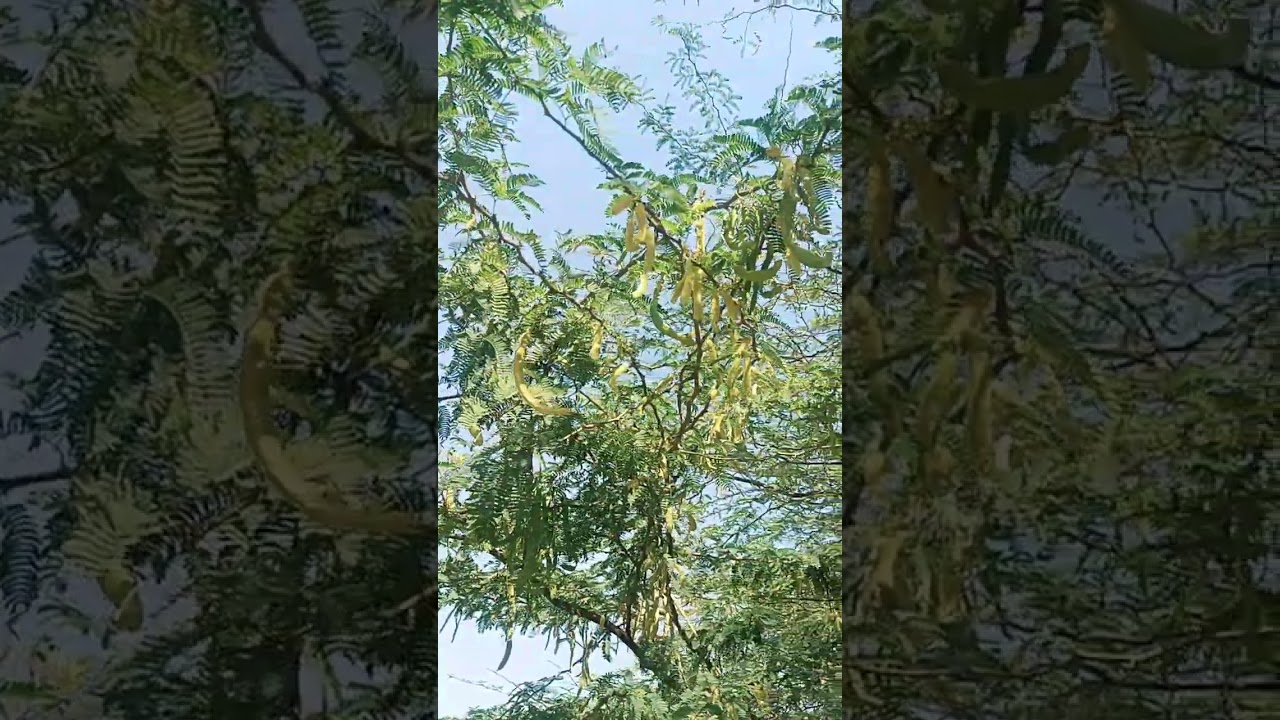 Babol Tree | Kekar Benefits 