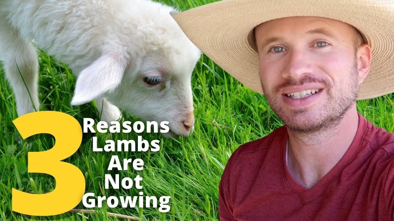3 Reasons Lambs Are Not Putting on Weight YouTube