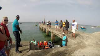 Whale Watching Boa Vista\Cape Verde