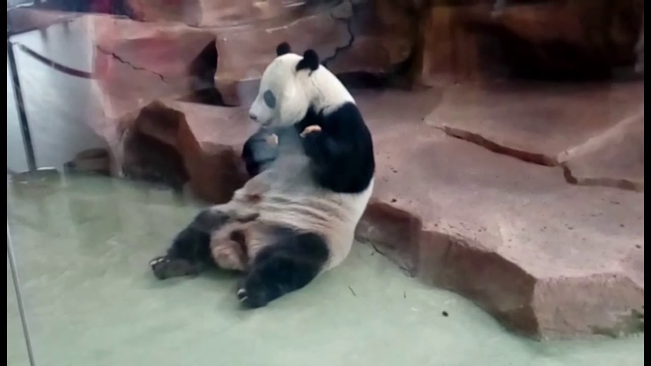 #Istana Panda# hujan dan berkabut