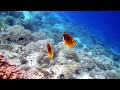 House reef snorkeling in Vilamendhoo Resort