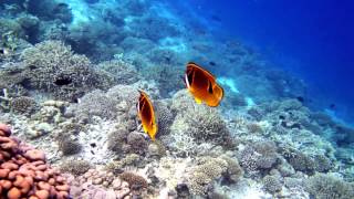 House reef snorkeling in Vilamendhoo Resort