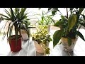 Rośliny oczyszczjące powietrze łatwe w uprawie / Air-cleaning houseplants easy to care for