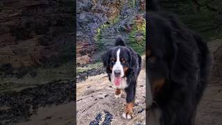 Bernese Mountain Dog goes to the beach. Carbis Bay, Cornwall #shorts