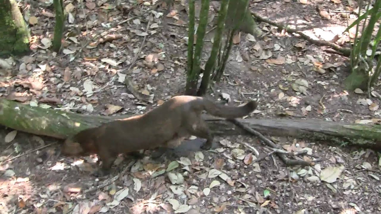 Jaguarundy, Belize Zoo. Ягуарунди, зоопарк, Белиз [389sp]