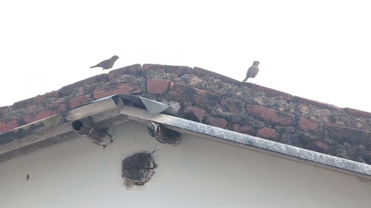 Brown rock chat (November).