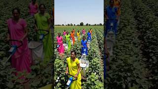 Women Farmers at Work | Strength in Every Harvest 🌾#shorts @Mm5.0startlingyoutubeshorts