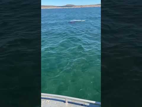 Beluga Whale Hunted, Chased and Shot in Canada #hunter #beluga #breakingnews #hope #wildlife #ocean