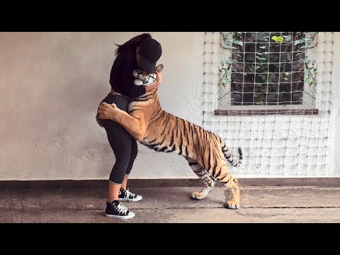 Video: Los silbatos del perro de la razón son silenciosos. Dice más sobre su audiencia que la de su perro