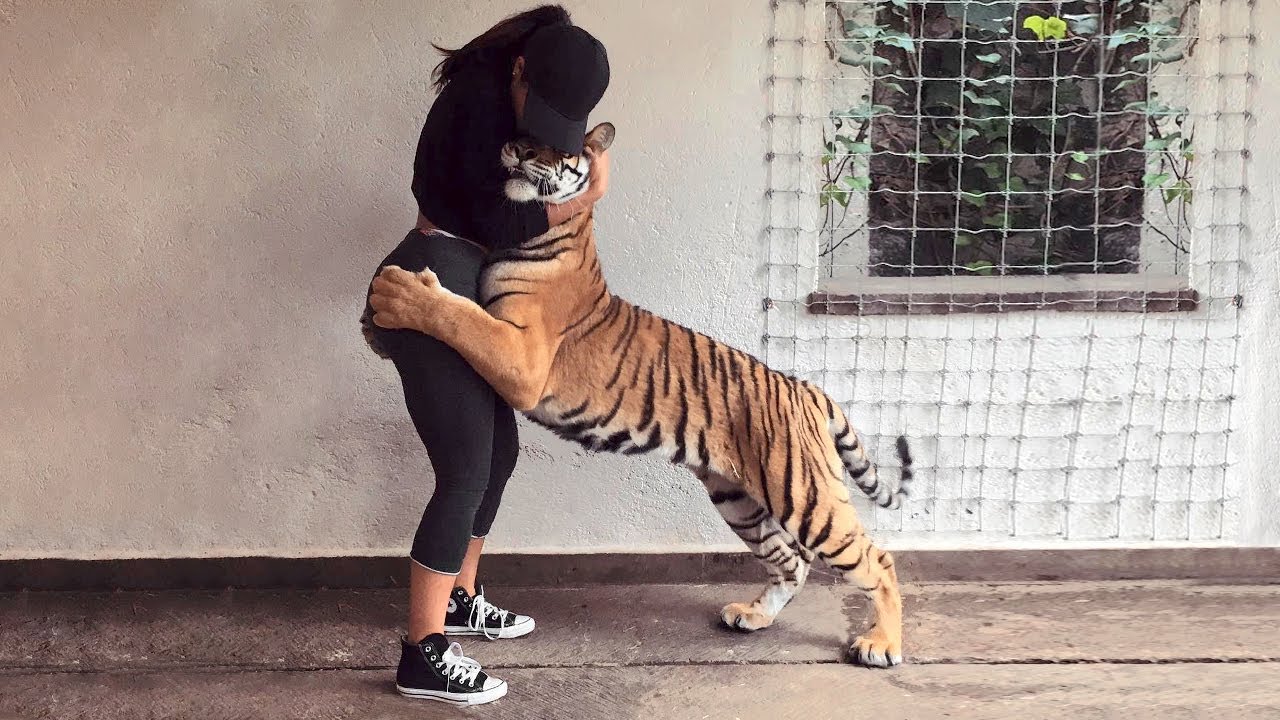 ¡Estos animales se reúnen con sus dueños después de años!