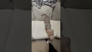 Pitbull Puppy Attack