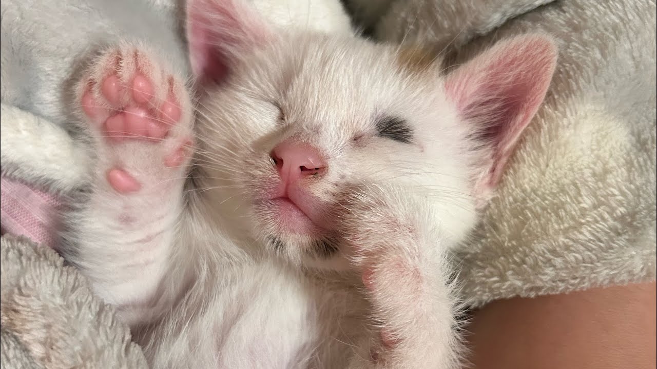 Бенвенута Мая, ризотто со спаржей и всякая  повседневная итальянская дребедень