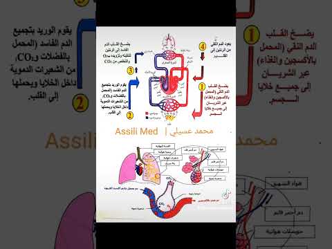 دوران الدم والغازات التنفسية