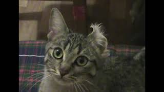 Kitty Kappa and an ear by Everlasting Cats 41 views 3 years ago 28 seconds