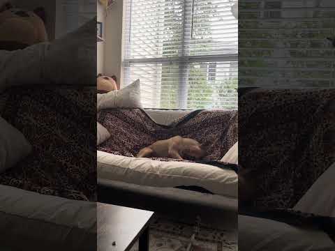 Honey & the squeaker