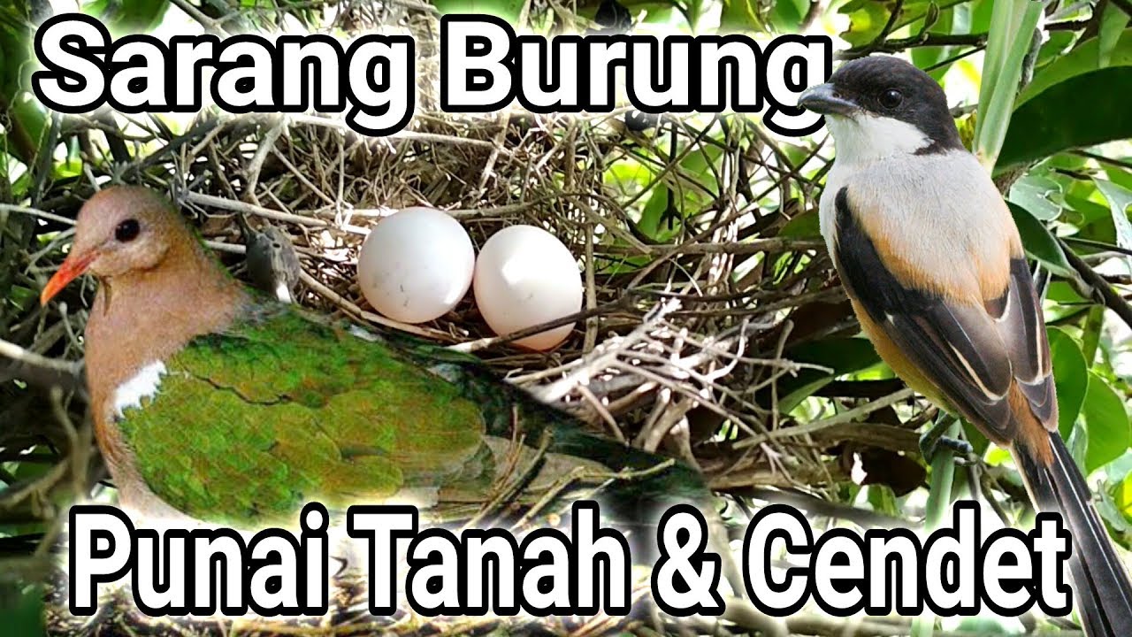 Burung Punai Jinak Emerland Dove By Aira Farm
