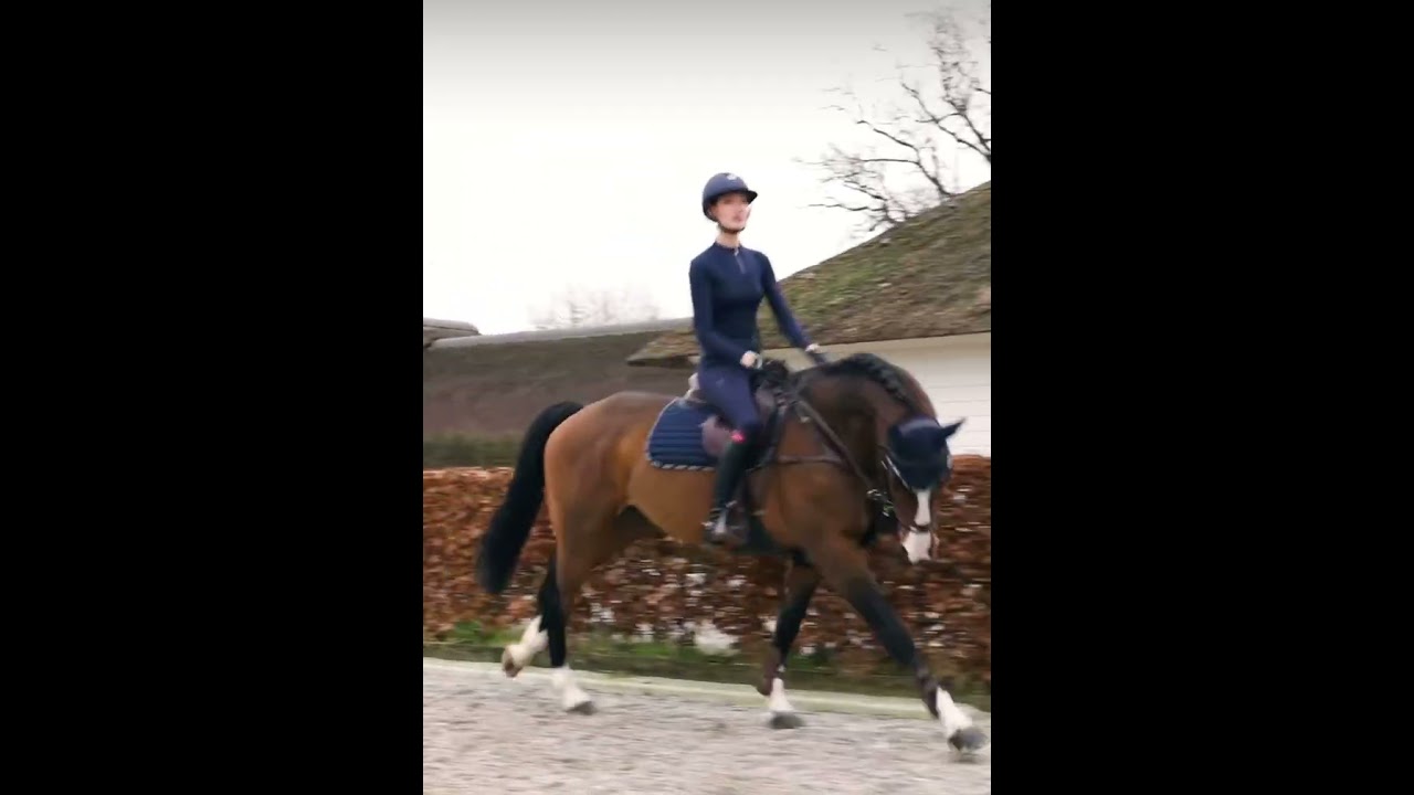 乗馬用ゼッケン 障害用・馬場用 速乾素材 ネイビー Bullet Equestrian
