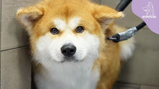 I Can't Even Touch This Japanese Akita Inu