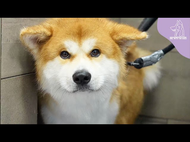 I Can't Even Touch This Japanese Akita Inu class=