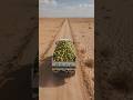 gauva is the save trees #shortsfeed #youtubeshorts #subscribe #ytshorts #viralshorts #newsubscribers