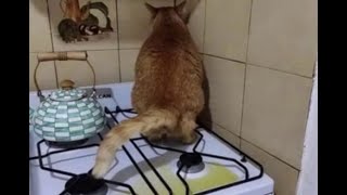 🐕 Funny video with animals! 😺 You will laugh! 🐱
