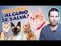 COLLARES para GATOS: ¿A FAVOR o EN CONTRA? 😼 | Los MEJORES y PEORES COLLARES para gatos