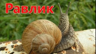 Світ казочок / Вірш про равлика /Аудіоказка/ Казка про равлика/ ЯК РАВЛИК ХАТИНКУ ШУКАВ